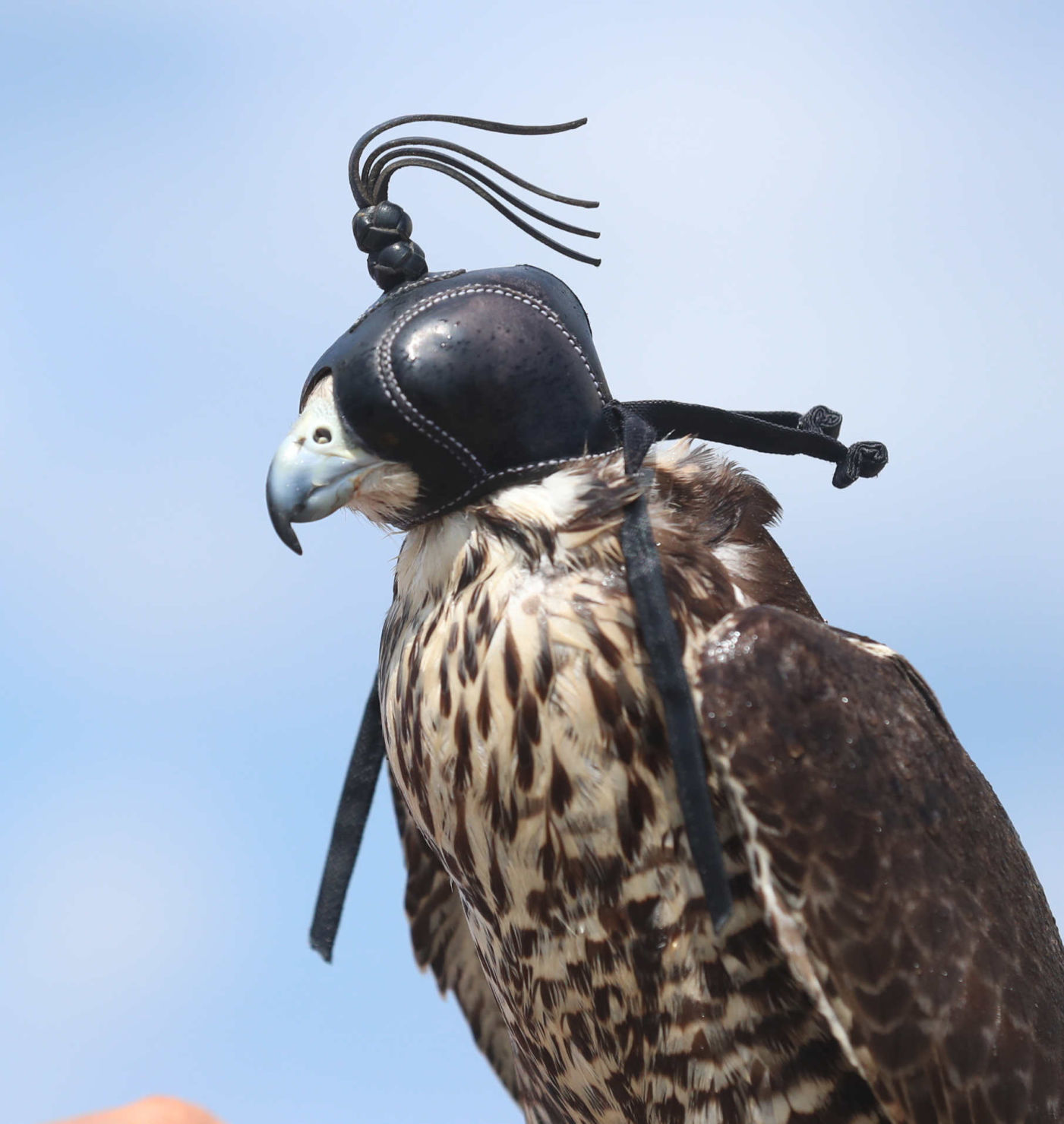 Ocean City Birds